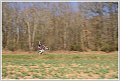 CJ -3130381_redimensionner